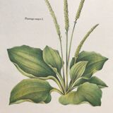 Botanical plank plantain