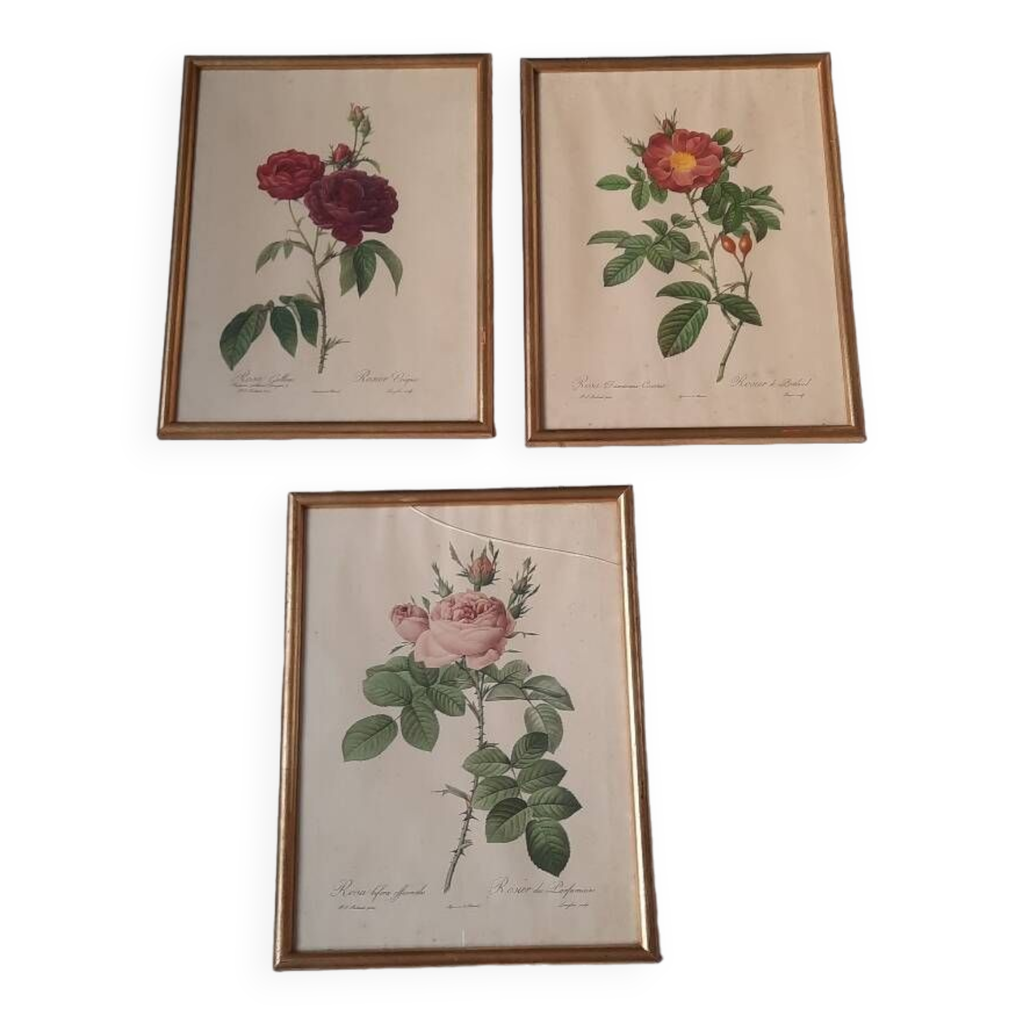 Framed botanical plates