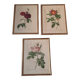 Framed botanical plates
