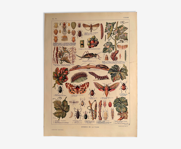 Lithograph on the vine of 1921 (XL)