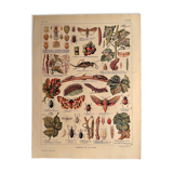 Lithograph on the vine of 1921 (XL)