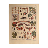 Lithographie sur la vigne de 1921 (XL)