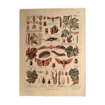 Lithographie sur la vigne de 1921 (XL)