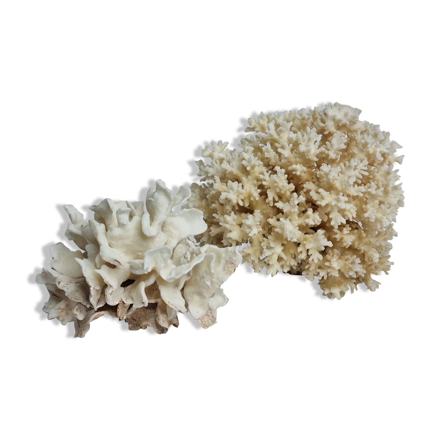 Set of two ancient white corals to lay