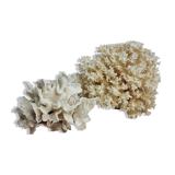 Set of two ancient white corals to lay