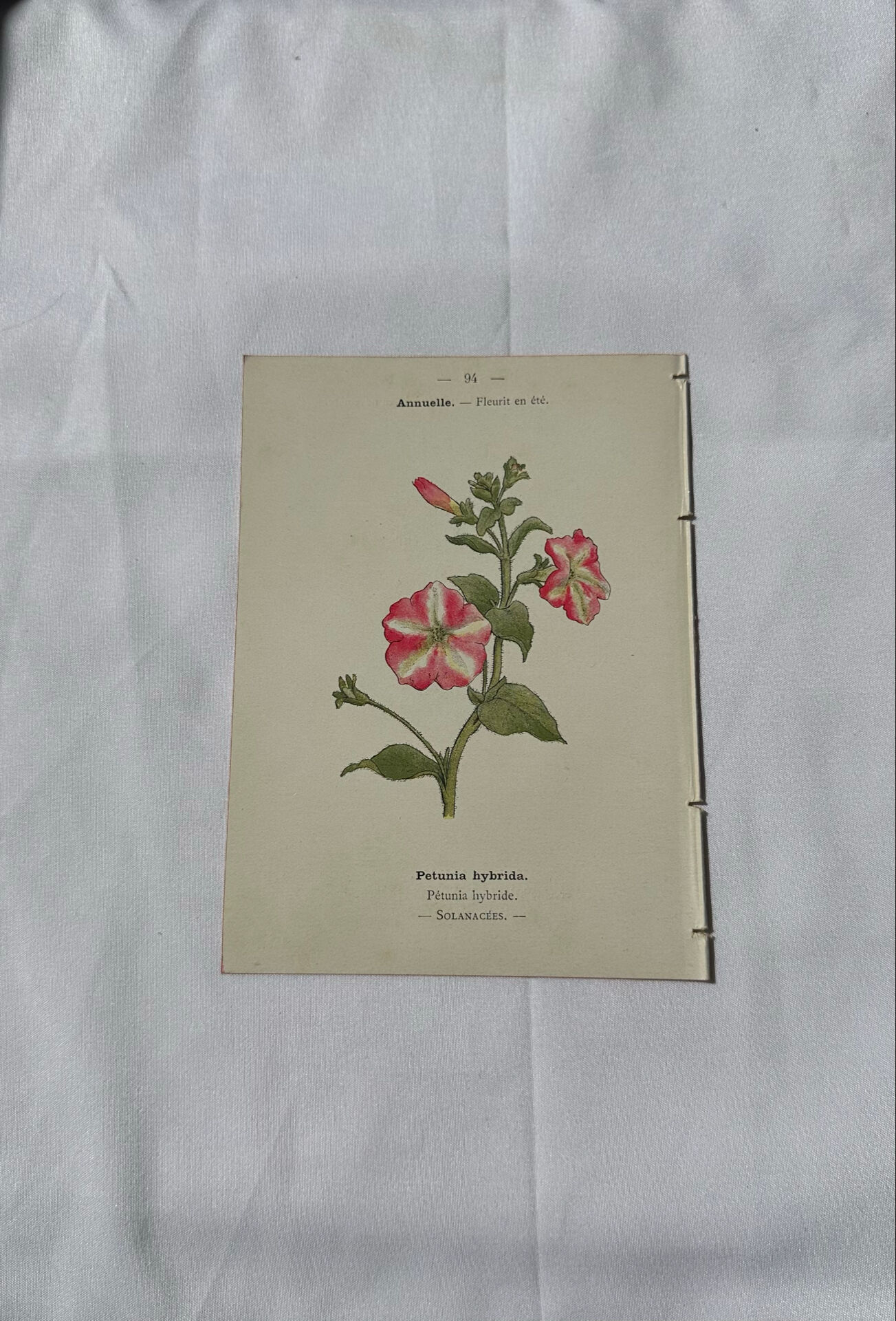 🌿 Botanical Plate Old Naturalist Engraving 19th Century Double-Sided