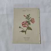 Planche Botanique Gravure naturaliste ancienne 19eme recto verso