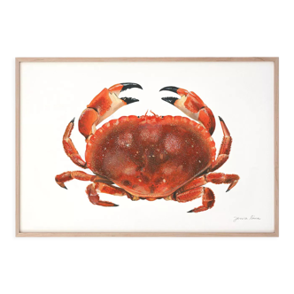 "Billie", le crabe, tirage d'art 21/29,7 cm