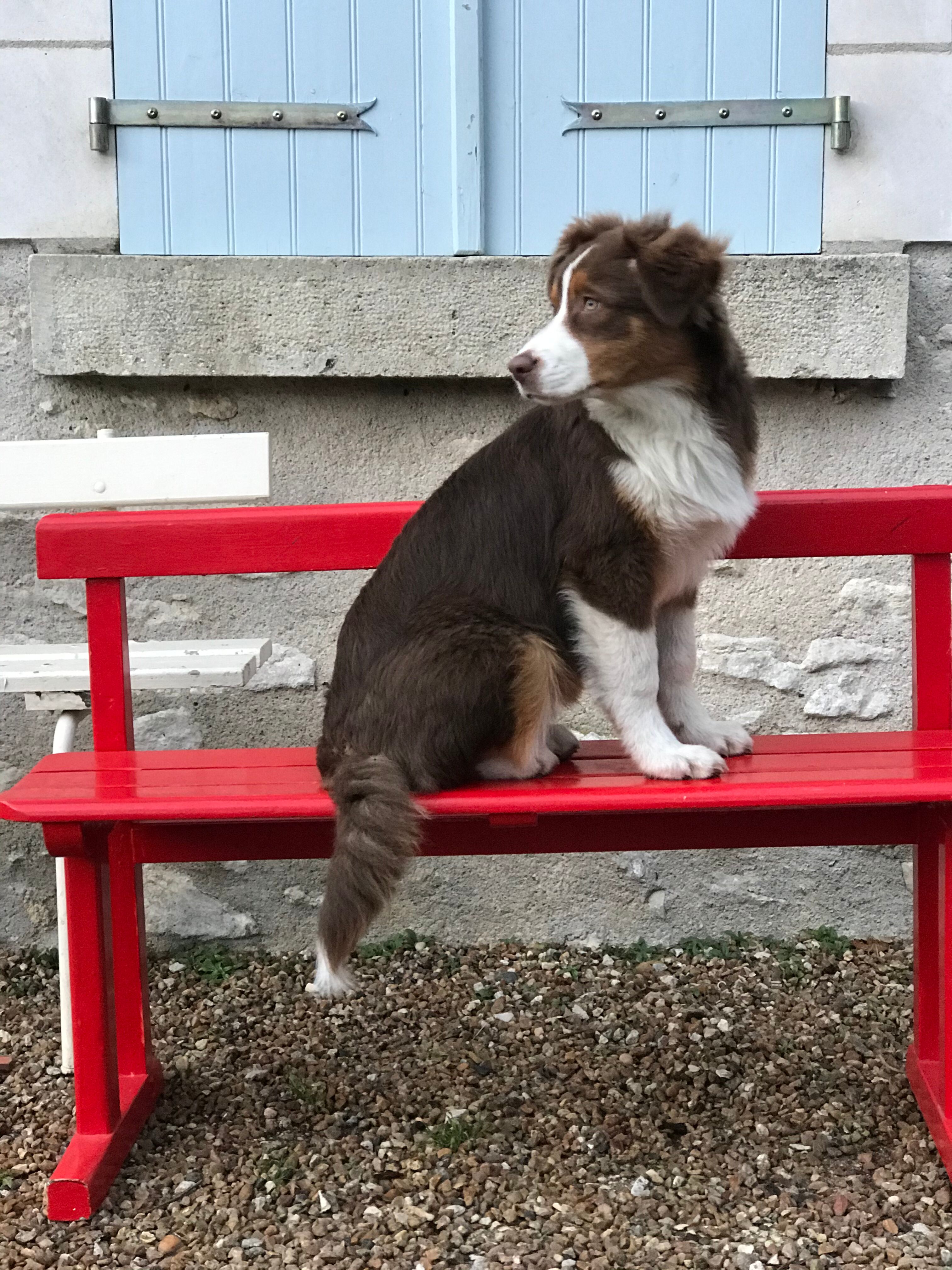 Red old schoolboy bench