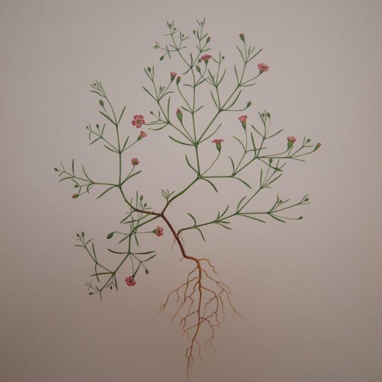 Botanical plate Gypsophila of the walls