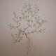 Planche botanique Gypsophile  des murailles