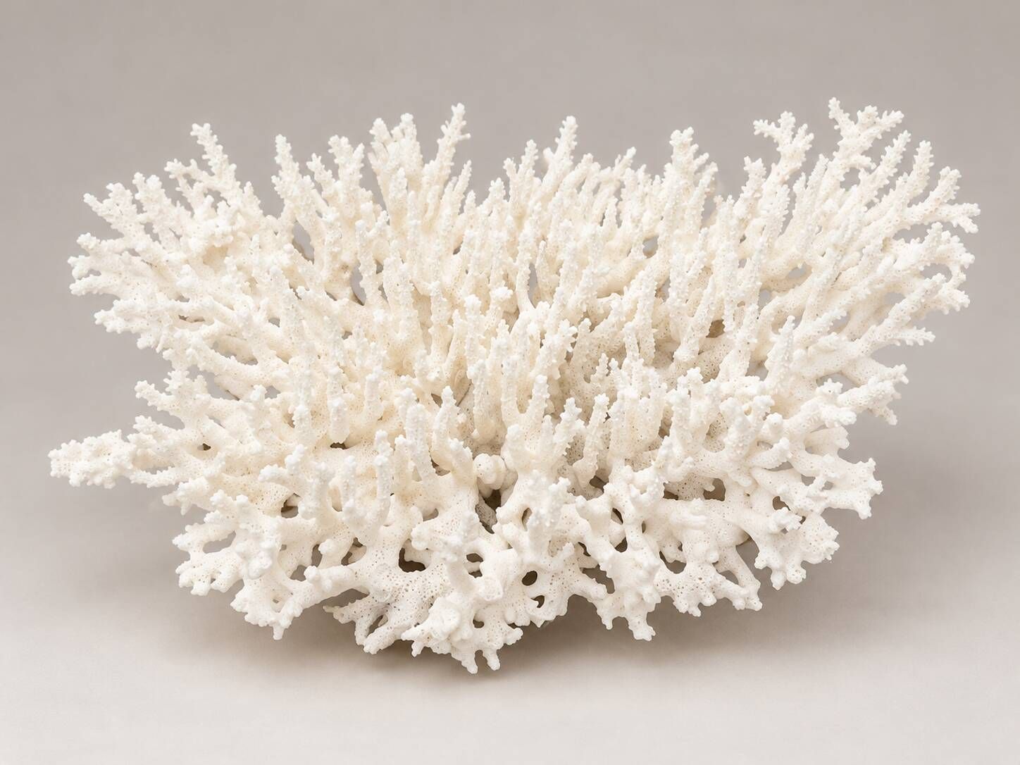 Large branched white coral – Cabinet of curiosities