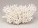 Large branched white coral – Cabinet of curiosities