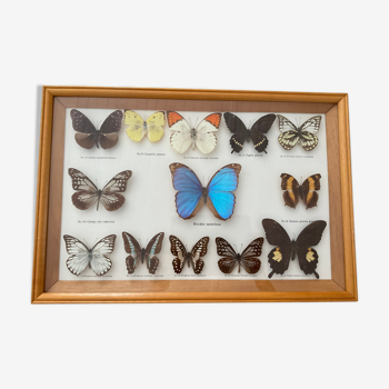 Frame box composed of 13 naturalized butterflies.vintage
