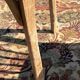 Chaises Baumann