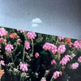 Flowers - Collage