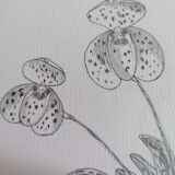 Botanical style orchid drawing.