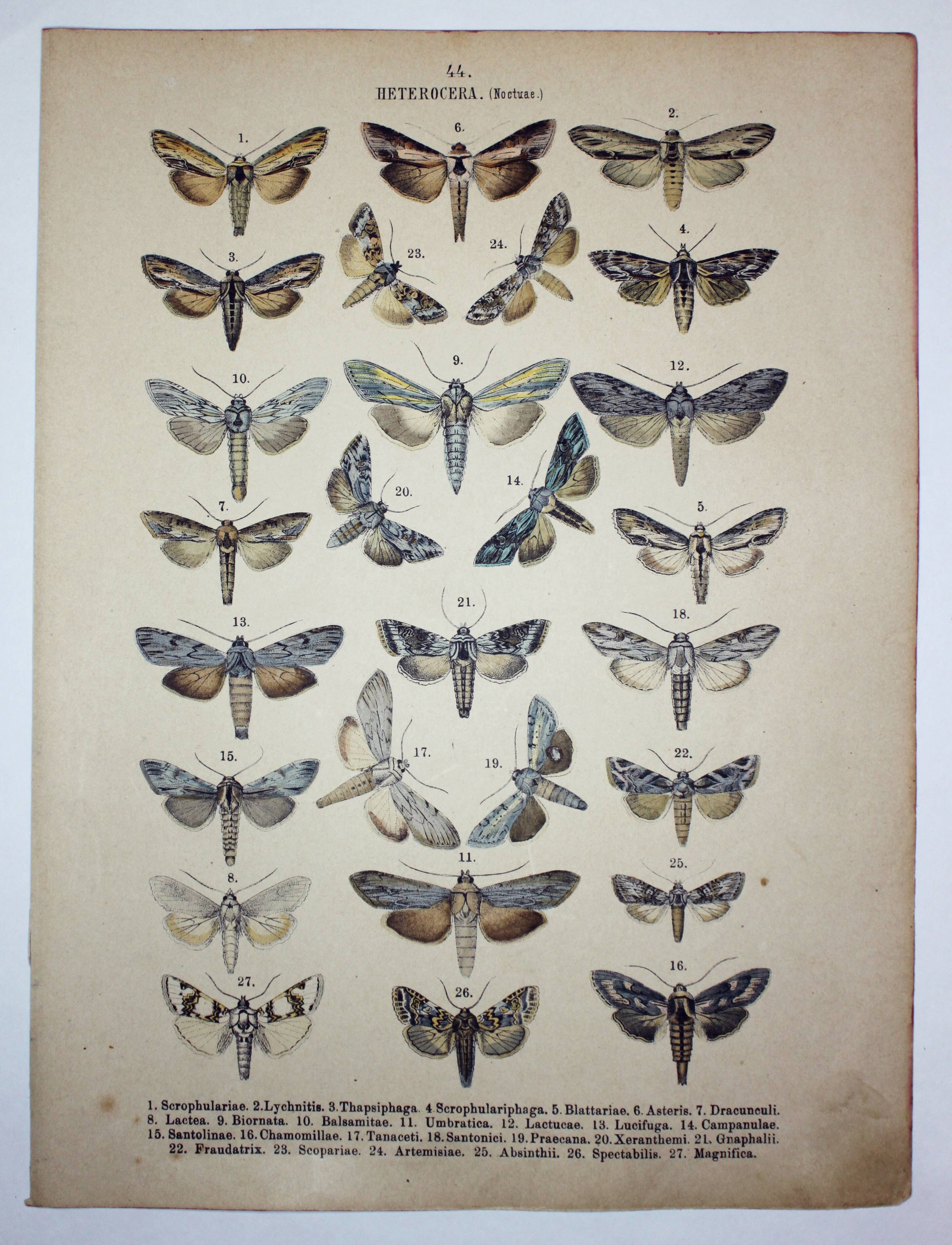 Butterfly Engraving. Antique Lithograph from 1887 - Scrophulariae - Insects