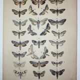 Butterfly Engraving. Antique Lithograph from 1887 - Scrophulariae - Insects