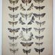 Butterfly Engraving. Antique Lithograph from 1887 - Scrophulariae - Insects