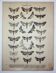 Butterfly Engraving. Antique Lithograph from 1887 - Scrophulariae - Insects