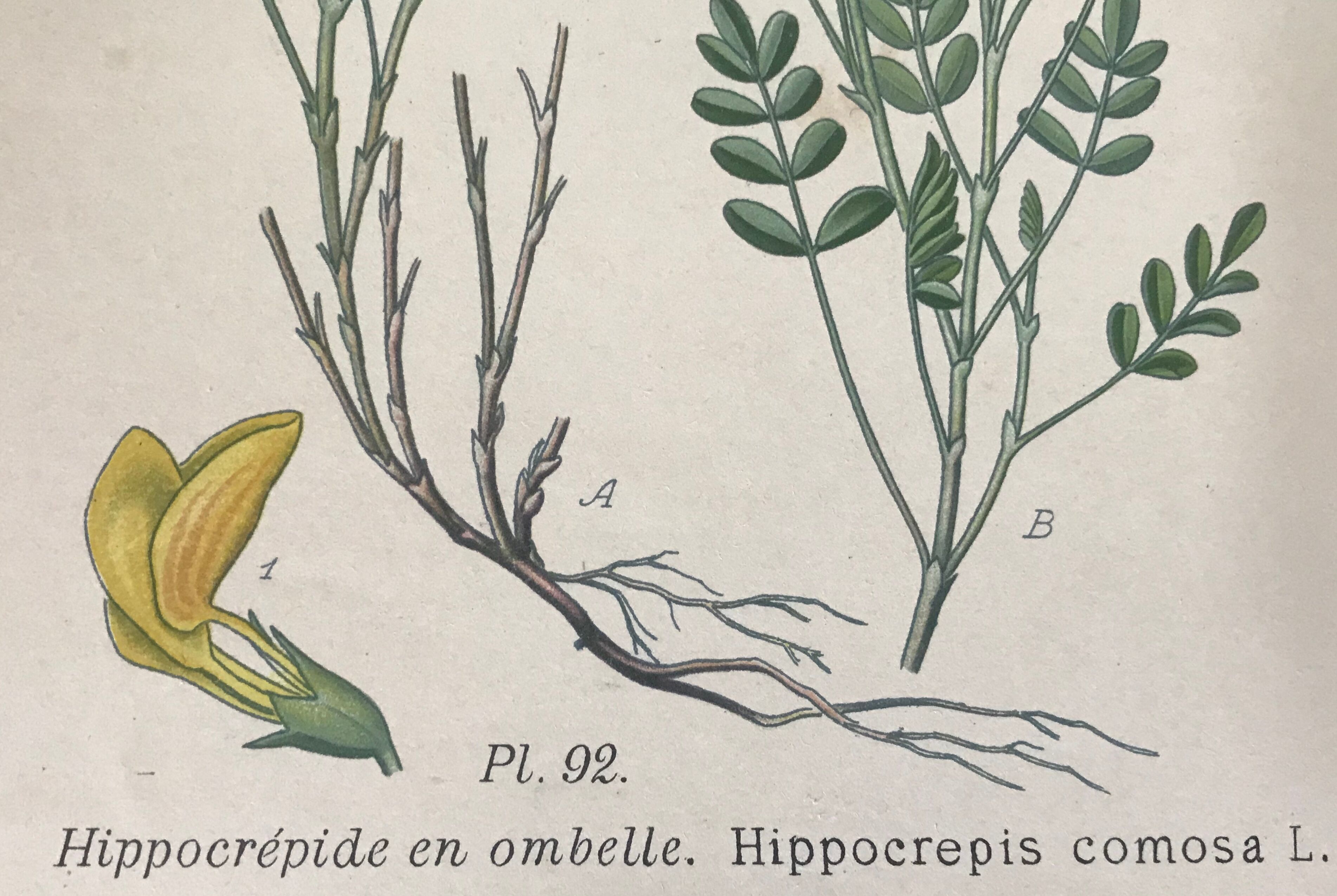 Planches botaniques de fleurs jaunes 1891