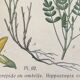 Planches botaniques de fleurs jaunes 1891