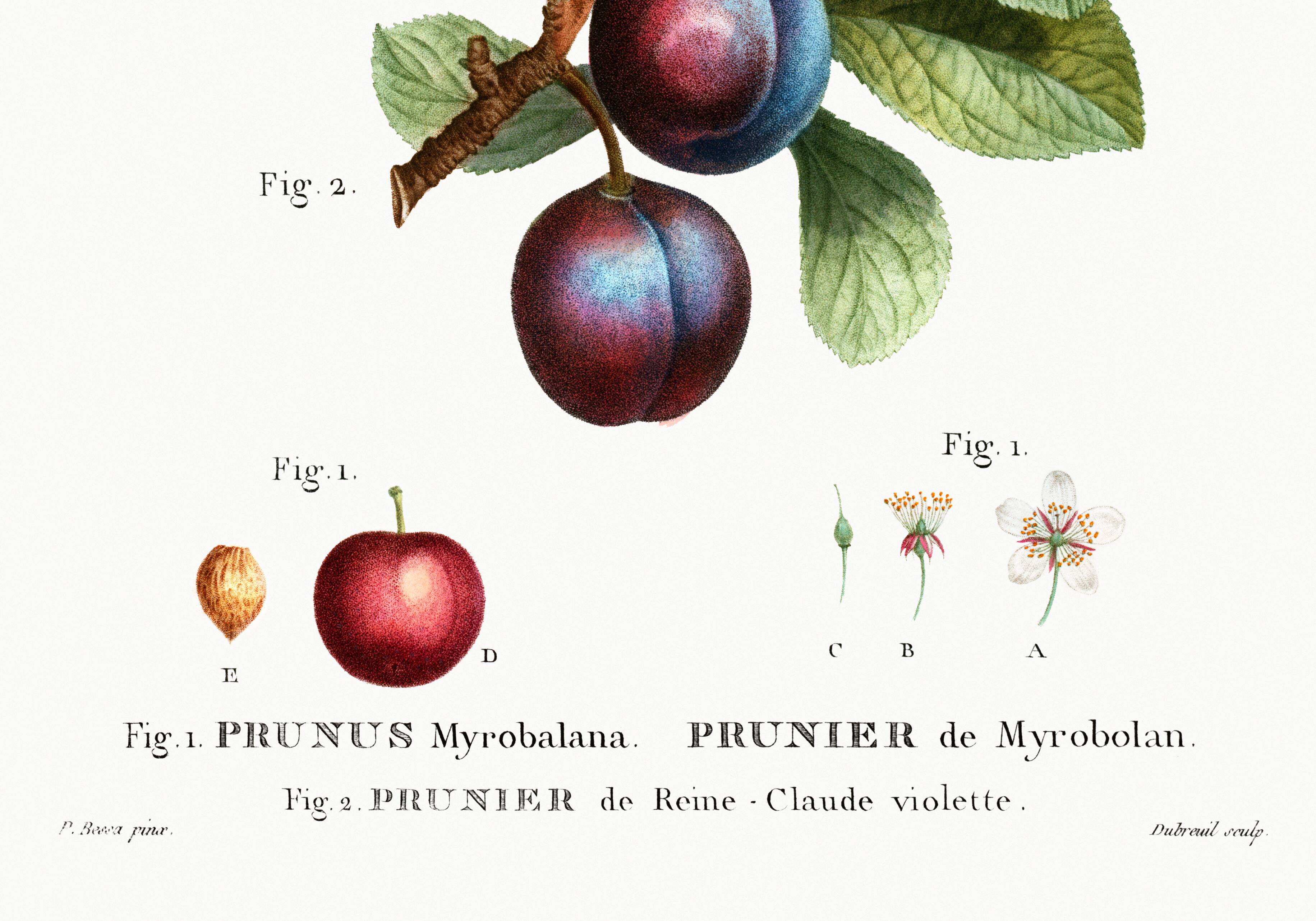Poster on the plum tree, based on an old engraving from 1802.