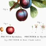Poster on the plum tree, based on an old engraving from 1802.