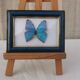 TABLEAU "PAPILLON BLEU ENCADRE"