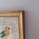 Yellow Macaw engraving