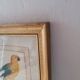 Gravure Ara jaune