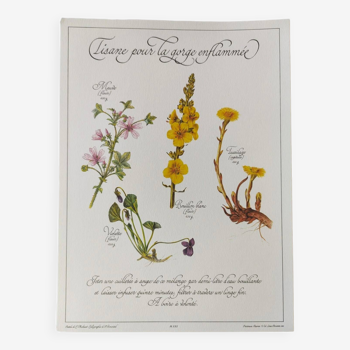 Gravure botanique -Tisane pour les bronchtiques- Illustration de plantes médicinales et herbes