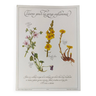 Botanical engraving -Herbal tea for bronchi- Illustration of medicinal plants and herbs