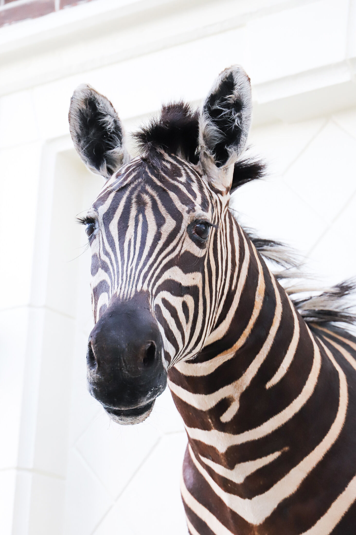 Zebra taxidermy