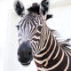 Zebra taxidermy
