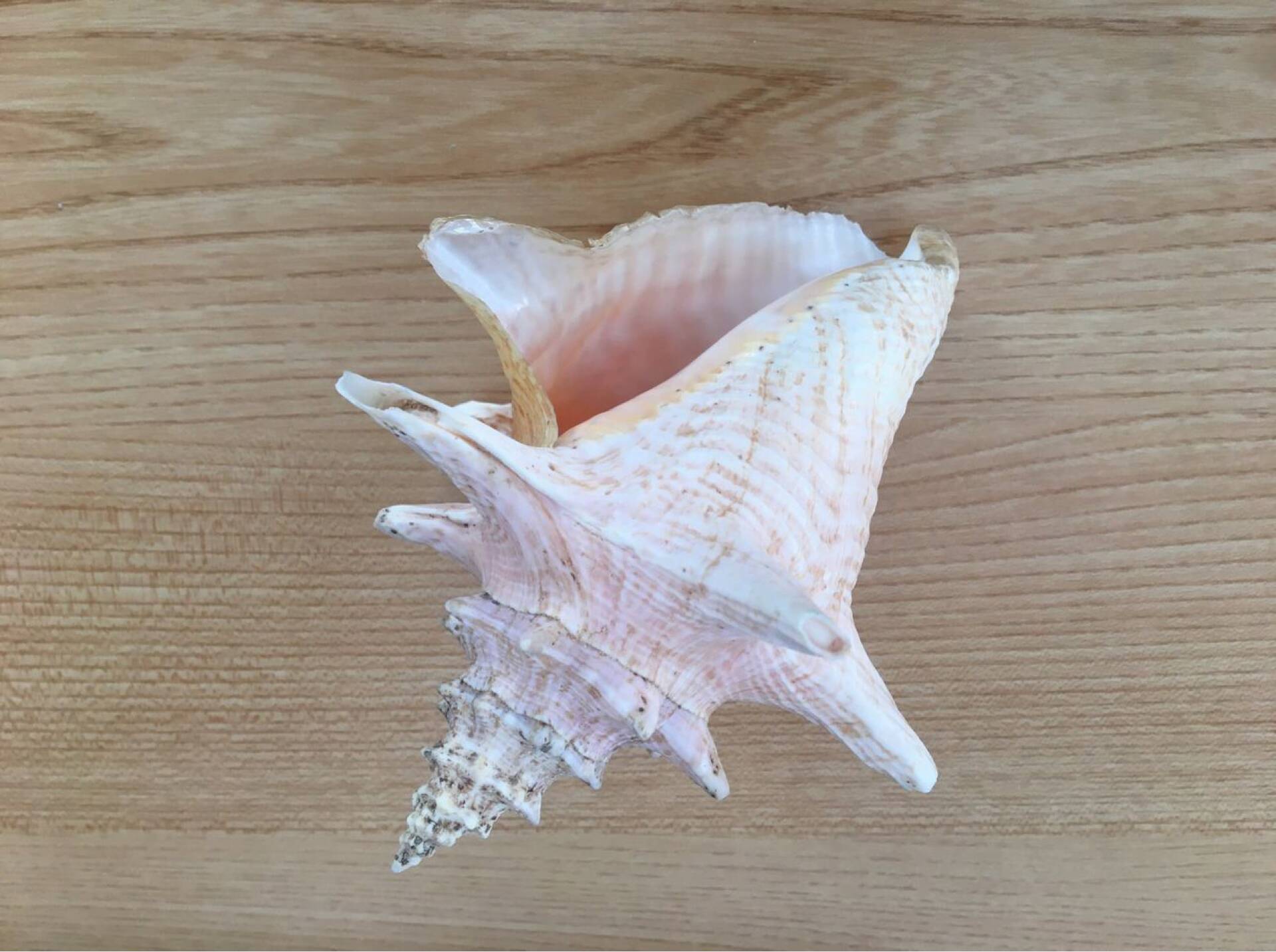 Shell