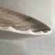 Set of 6 fish plates in ceramic – Sarreguemines