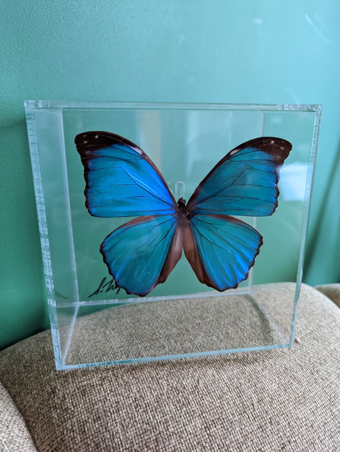Morpho didius butterfly frame