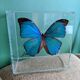 Morpho didius butterfly frame