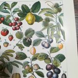 Lithograph on fruits from 1928