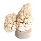 Corail sur socle