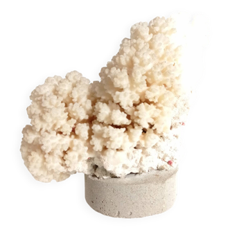Coral on base