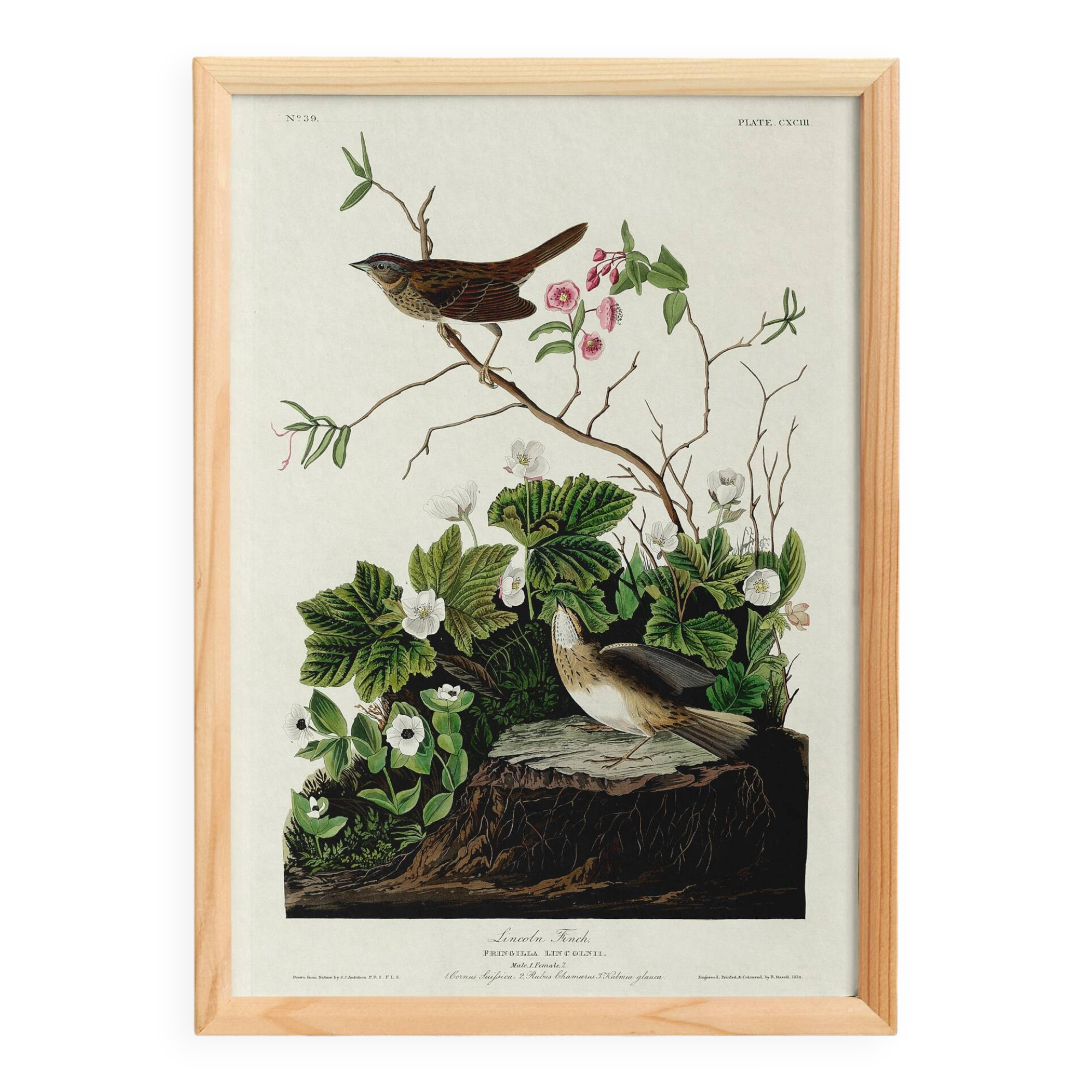 Poster about the Lincoln's Bunting, after an old engraving from 1827.