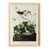 Poster about the Lincoln's Bunting, after an old engraving from 1827.