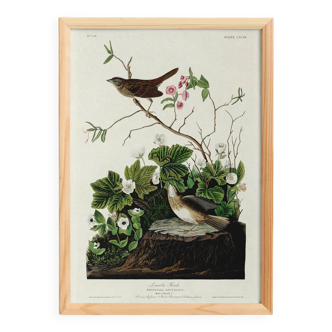 Poster about the Lincoln's Bunting, after an old engraving from 1827.