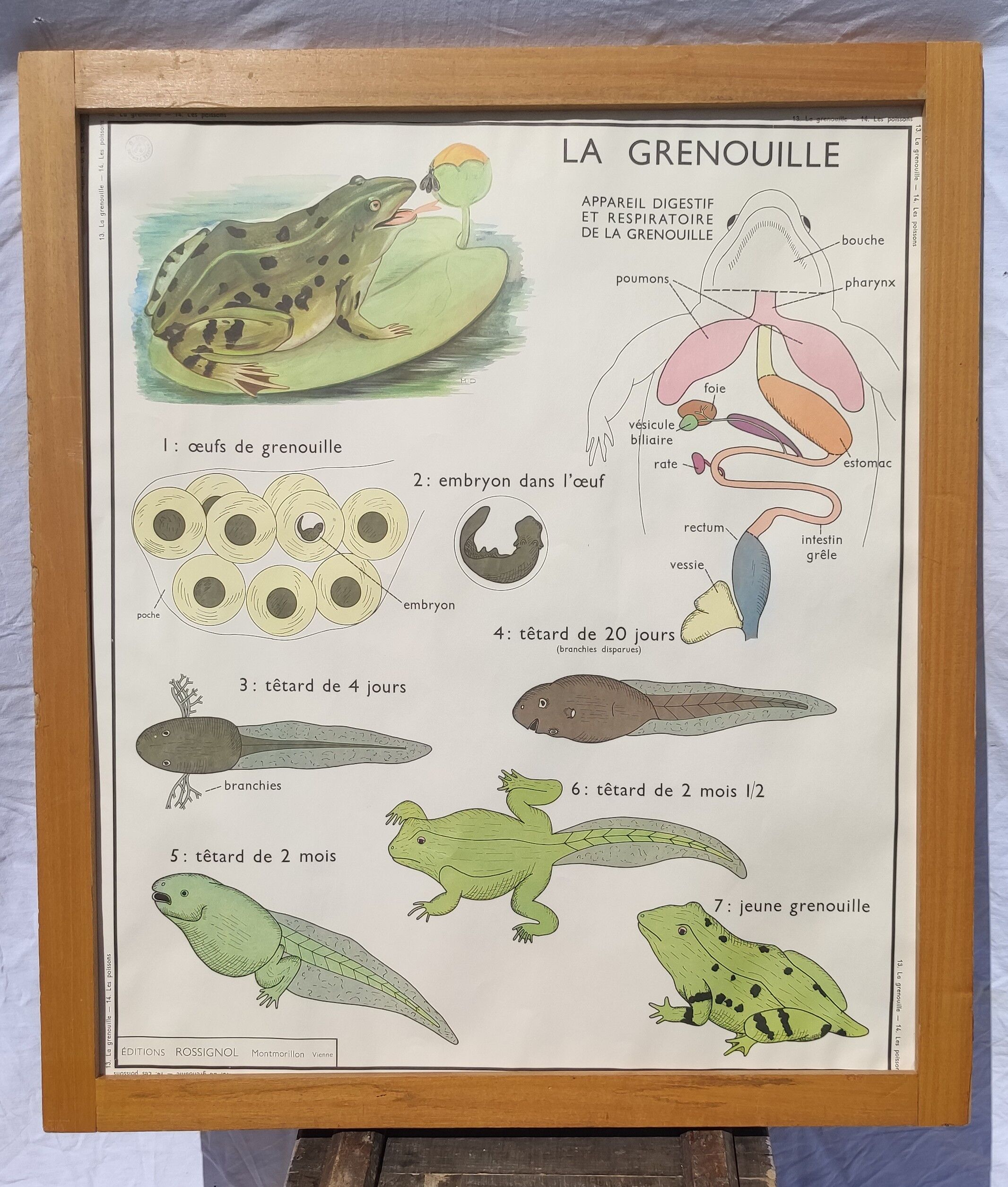 Educational poster of school frog and perch