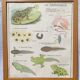 Educational poster of school frog and perch