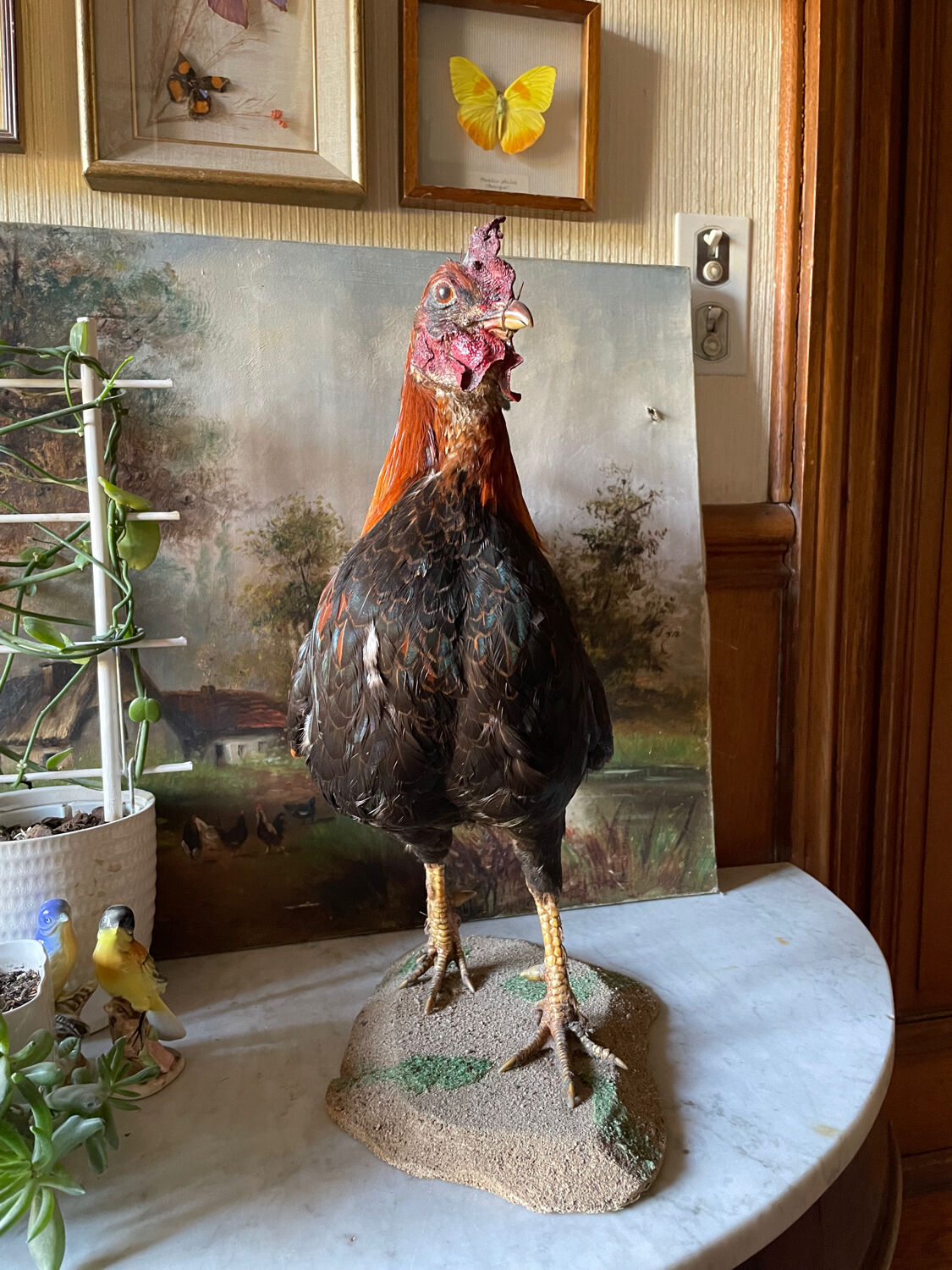 Taxidermy Rooster cabinet of curiosities