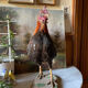 Taxidermy Rooster cabinet of curiosities